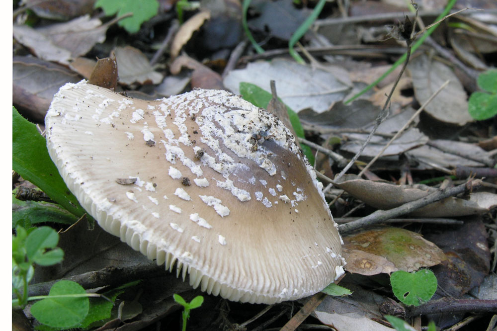 Amanita pantherina
